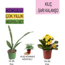 Die Grup Gardenbox 3'lü Set Kılıç, Sarı Kalanşo, Para Çiçeği, 10-30 Cm, Hediyelik