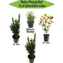 Die Grup Bahçe Peyzaj Seti 2 Adet Yeşil Taflan+1 Adet Alev Çalısı+ Hediye Biberiye, BTSNN23032418