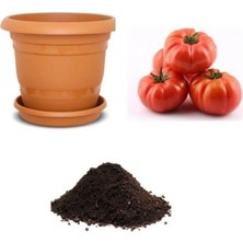 Die Grup Gardenbox Meşhur Pileli Köy Domatesi Tohumu 10 Adet Ekim Seti, Toprak ve Saksı Dahil