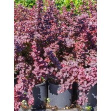 Die Grup Nura Botanik Roket Berberis Fidanı, 1 Adet, Saksılı, 40-60 Cm, Bahçe Çit Bitkisi