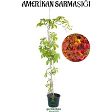 Die Grup Serada Decor & Plant Amerikan Sarmaşığı, Saksılı, 45-60 Cm, Çok Renkli