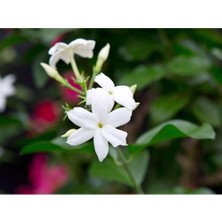 Die Grup Nura Botanik Küçük Boy Güzel Kokulu Katmersiz Yasemin (Jasminum Sambac)
