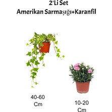 Die Grup Gardenbox 2'li Set Alacalı Hedera Helix Sarmaşığı, Pembe Karanfil Fidanı, Dış Mekan Bitkisi