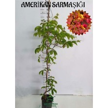 Die Grup Serada Decor & Plant Amerikan Sarmaşığı (Parthenocissus Quinquefolia) Saksılı 45-70 Cm, Çok Renkli