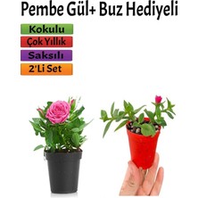 Die Grup Gardenbox Pembe Gül Fidanı, 10-20 Cm, Buz Çiçeği Hediyeli, Dış Mekan Bitkileri Seti