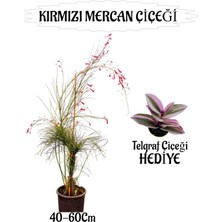 Die Grup Nura Botanik Kırmızı Mercan Çiçeği 40-60 Cm, Sakılı + Telgraf Çiçeği Hediye, Bahçe Teras Bitkisi