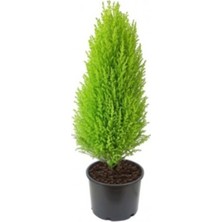 Die Grup Gardenbox Limon Çamı Limoni Servi 2 Yaşında Fidan, 30-35 cm Boy