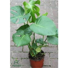 Die Grup Gardenbox Monstera Deliciosa, Deve Tabanı Çiçeği, Salon Ofis Çiçeği, Yeşil