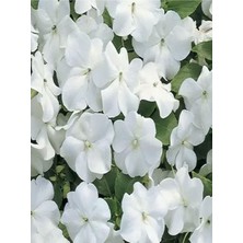 Die Grup Gardenbox Beyaz Cam Güzeli Fidanı, 10-30CM, Tüplü, Çiçekli Bodur Bitkiler