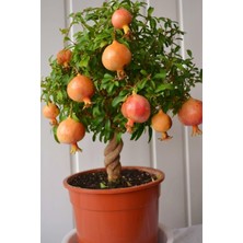 Die Grup Gardenbox Bodur Süs Narı Fidanı, 25-30 Cm, Saksılı, Çiçekli Bodur Bitkiler, Pomegranate