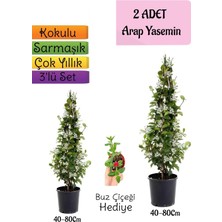 Die Grup Gardenbox Kokulu Arap Yasemini Fidanı Saksılı 2 Adet + Buz Çiçeği Hediye 3'lü Peyzaj Seti, 40-80 cm