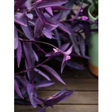 Die Grup Bitkim Sende Mor Telgraf Çiçeği, 1 Adet Saksılı, 10-20CM, Iç Mekan Bitkisi, Tradescantia Pallida