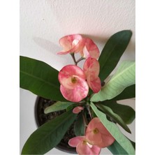 Die Grup Nura Botanik Dikenler Tacı Çiçeği, 15-45 Cm, Saksılı Euphorbia