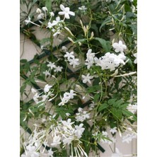 Die Grup Serada Decor & Plant Kokulu Arap Yasemini, 50-70 Cm, 1 Adet Saksılı Dış Mekan Süs Bitkisi, Jasminum Sambac, Beyaz