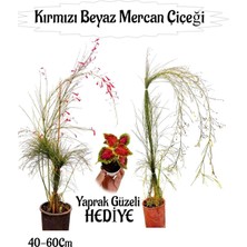 Die Grup Kırmızı Mercan-Beyaz Mercan Çiçeği 2 Adet+ Yaprak Güzeli Çiçeği Hediyeli Bahçe Bitkisi, BTS01YGNA43