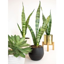 Die Grup Gardenbox Yeşil Kılıç Bitkisi, Paşa Kılıcı Dolgun Formlu, 20-40 Cm, Modern Iç Mekan Çiçeği