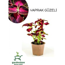 Die Grup Nura Botanik Yaprak Güzeli Kolyos Çiçeği Saksılı 15-25CM, Pembe-Mor