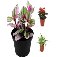 Die Grup Nura Botanik Pembe Telgraf, Milli Dikenler Tacı, Kurdele Çiçeği 3'lü Saksılı Mini Salon Bitki Seti, 10-20 cm