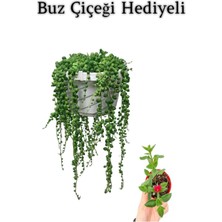 Die Grup Tespih Boncuk Bezelya Çiçeği Bitkisi Sevgililer Gününe Özel Buz Çiçeği Hediyeli, BTS001NU080236