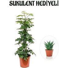 Die Grup Nura Botanik Hediyelik Yeşil Şeflera Bitkisi, Sukulent Hediyeli