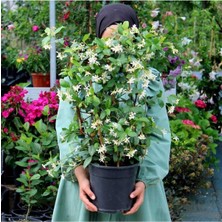 Die Grup Serada Decor & Plant Arap Yasemini Bol Kokulu, 30-32 cm Boy, Saksılı
