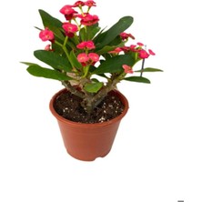 Die Grup Nura Botanik Kırmızı Dikenler Tacı Çiçeği, 10-15 Cm, Tüplü Çiçekli Bodur Bitki, Euphorbia Milli