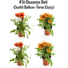 Die Grup Gardenbox Gazanya Seti, 4'lü Çiçekli Balkon-Teras Çiçeği, Kırmızı ve Turuncu Sarı, 10-20CM, Saksılı