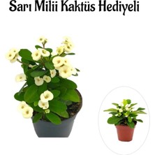 Die Grup Beyaz Çiçekli Kaktüs Milli Dikenler Tacı Sevgililer Gününe Özel Sarı Milli Hediyeli