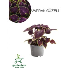 Die Grup Serada Decor & Plant Purple Coleus Yaprak Güzeli Çiçeği, Mor Renk, 1 Adet