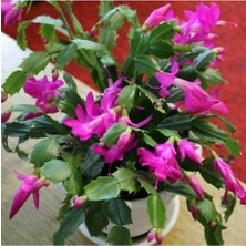 Die Grup Gardenbox Pembe Renk Yılbaşı Çiçeği, 10-20CM Tüplü Çiçekli Bodur Bitkiler, Zygocactus, 1 Adet