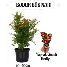 Die Grup Nura Botanik Bodur Süs Narı Fidanı Saksılı, 20-40 Cm, Çok Renkli + Yaprak Güzeli Hediye Bahçe Peyzaj Seti