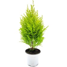 Die Grup Nura Botanik Limoni Servi Altın Gerçek Çam, 30-50 Cm, 1 Adet Saksılı