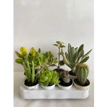 Die Grup Serada Decor & Plant 4'lü Bitki Seti, Aloe Vera, Sukulent, Kaktüs, Ayı Pençesi