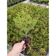Die Grup Nura Botanik Leylandi 10 Adet (15-25 Cm) Tüplü Cupressus