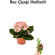 Die Grup Nura Botanik Açık Pembe Kalanşo, Buz Çiçeği Hediyeli, Çiçekli Bodur Bitki