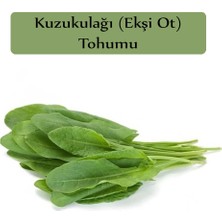 Die Grup Zencefil Organik Ekşi Otu Tohumu Kuzukulağı Tohumu 1 Paket (1gr) Kuzu Kulağı Ekşimen Otu Tohumu