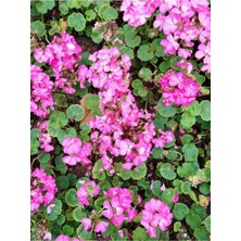 Die Grup Gardenbox Açık Pembe Sardunya Çiçeği, 15-25 cm Saksılı Çiçekli Bodur Bitkiler, Geranium