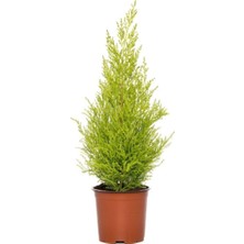 Die Grup Nura Botanik Limoni Servi Ağacı Fidanı, 30-50 Cm, Saksılı, Lemon Cypress