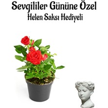 Die Grup Nura Botanik Kırmızı Gül Fidanı, Helen Saksı Hediyeli, Kadınlar Gününe Özel
