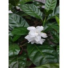Die Grup Gardenbox Kokulu Gardenya Bitkisi, 25-40 Cm, Saksılı, Beyaz Çiçekli, Dış Mekan Sarmaşık Bitkileri