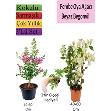 Die Grup Serada Decor & Plant Pembe Oya Ağacı, Beyaz Begonvil, Itır Çiçeği Hediyeli, 3'lü Set, Çok Renkli