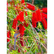 Die Grup Nura Botanik Fırça Çalısı Çiçeği (Callistemon Laevis), 30-60 Cm, 2 Adet, Çok Renkli, Dış Mekan Bitkisi