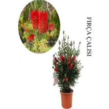 Die Grup Nura Botanik Kırmızı Fırça Çalısı Bitkisi, Saksılı, 30-50CM, 1 Adet