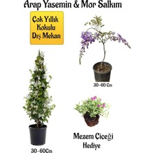 Die Grup Bitkim Sende Kokulu Arap Yasemin Çiçeği, Mor Salkım Ağacı Fidanı, Mezem Çiçeği Hediyeli Peyzaj Seti, 30-60 cm