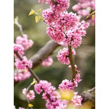 Die Grup Gardenbox Pembe Erguvan Ağacı Fidanı, Saksılı, 50-70 cm