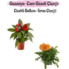 Die Grup Serada Decor & Plant Kırmızı Cam Güzeli + Turuncu Gazanya Çiçeği Saksılı Set, 10-20 cm