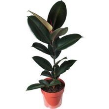 Die Grup Serada Decor & Plant Kauçuk Bitkisi, 50-60 Cm, Ev Bitkisi, Ofis Bitkisi, Salon Bitkisi, Iç Mekan Bitki