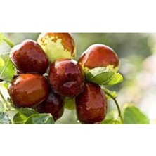 Die Grup Gardenbox Hünnap Fidanı, Iri Meyveli, Tüplü, 70-90 Cm, Bol Verimli