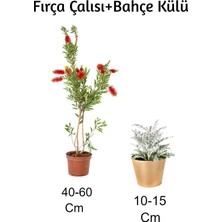 Die Grup Gardenbox Fırça Çalısı + Bahçe Külü 2'li Set Dış Mekan Bitkisi, Çok Renkli