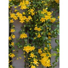 Die Grup Serada Decor & Plant Sarı Yasemin Çiçeği Fidanı, 60-70 Cm, Saksılı Dış Mekan Bitkisi, Jasminum Mesnyi